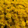 Yellow Belgian Mums®