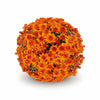 Orange Belgian Mums®