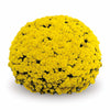Yellow Belgian Mums®