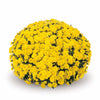 Yellow Belgian Mums®