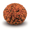 Orange Belgian Mums®