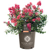 Bloomables® Bellini® Raspberry Crape Myrtle