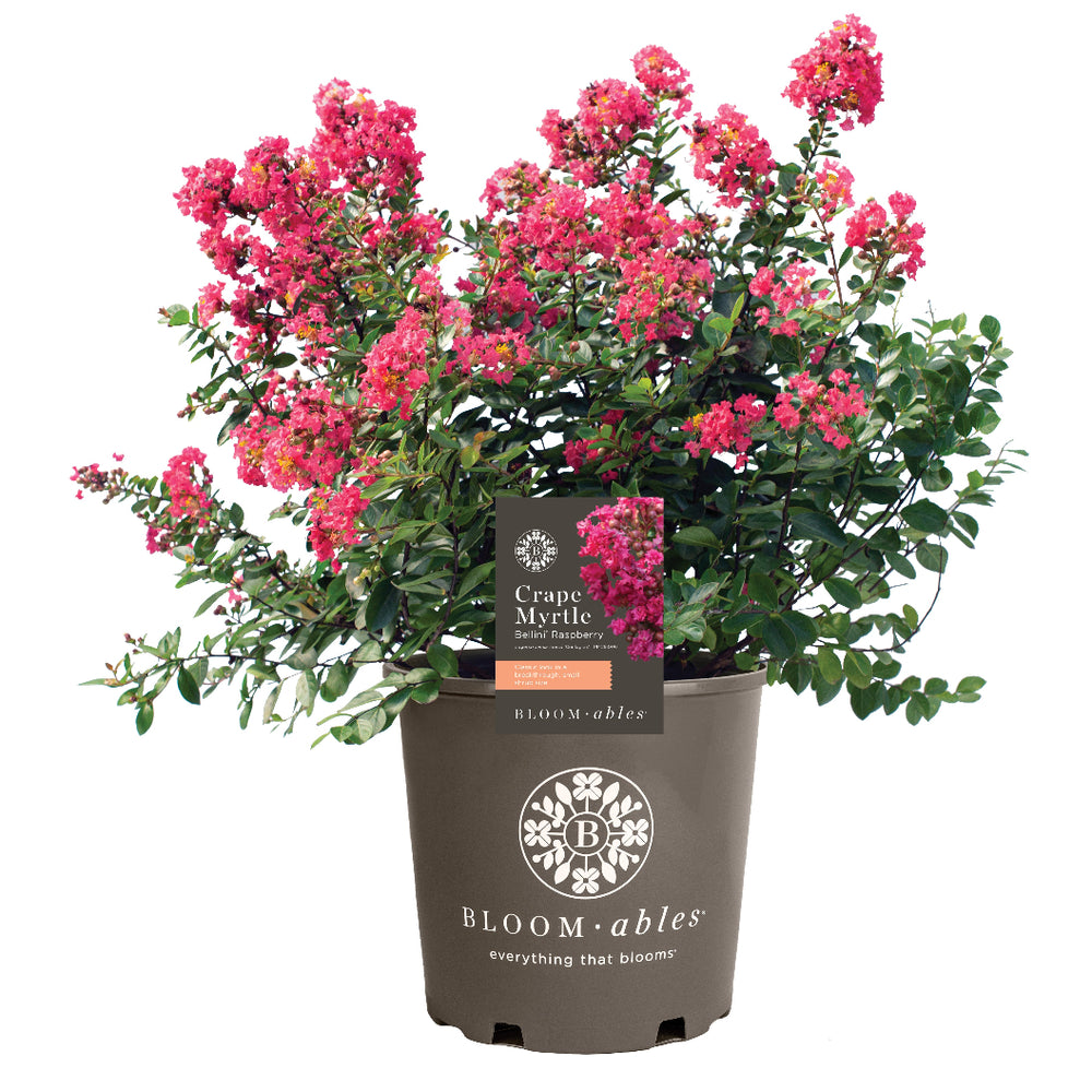 Bloomables® Bellini® Raspberry Crape Myrtle