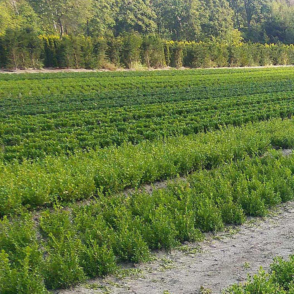 Better Boxwood® Renaissance™ Shrub