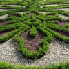 Better Boxwood® Renaissance™ Shrub