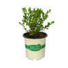 Better Boxwood® Renaissance™ Shrub