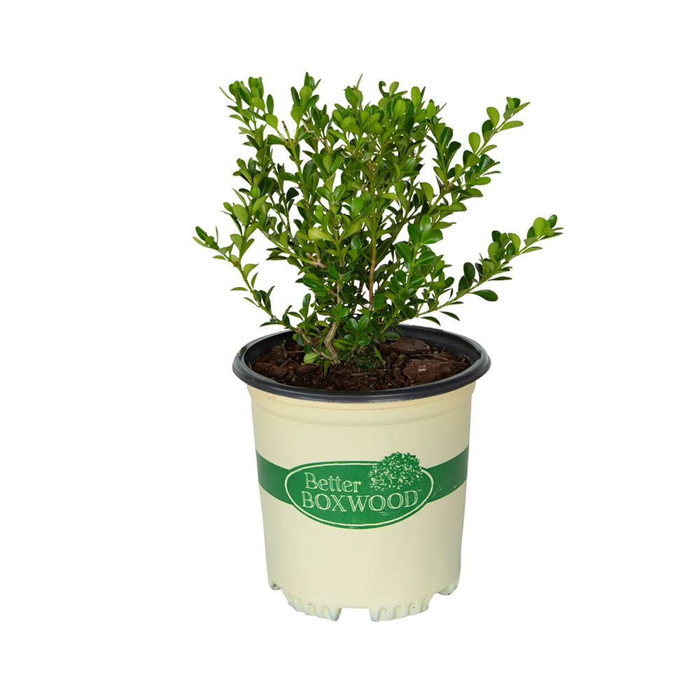 Better Boxwood® Renaissance™ Shrub