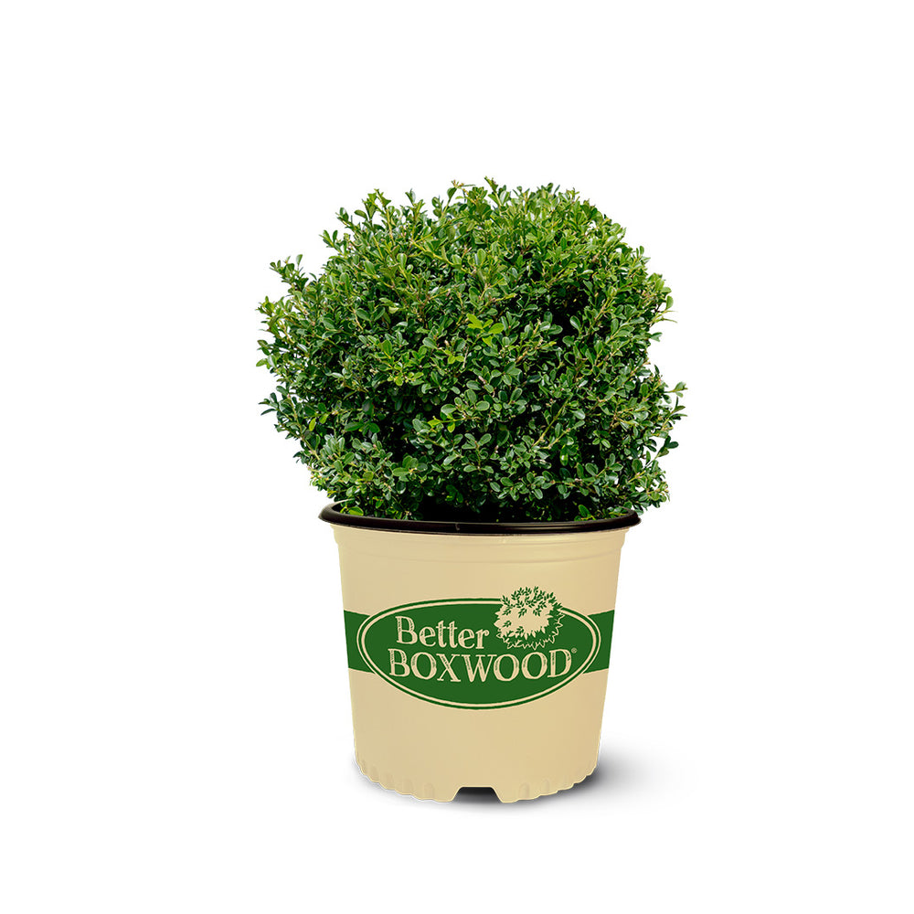 Better Boxwood® Renaissance™ Shrub