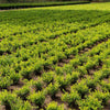 Better Boxwood® Skylight™ Shrub