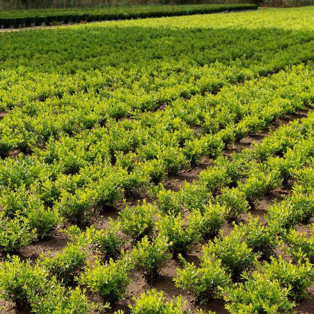 Better Boxwood® Skylight™ Shrub
