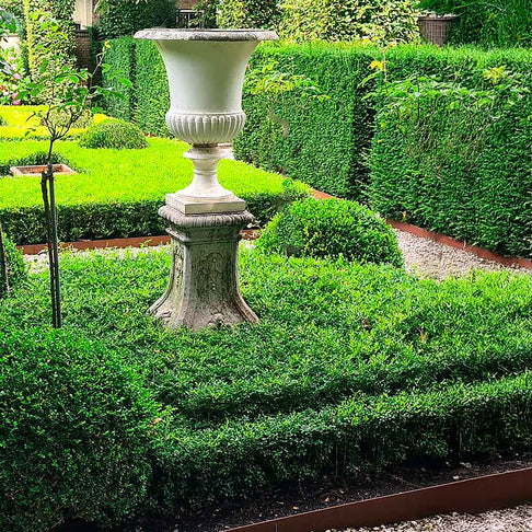Better Boxwood® Skylight™ Shrub