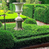 Better Boxwood® Skylight™ Shrub