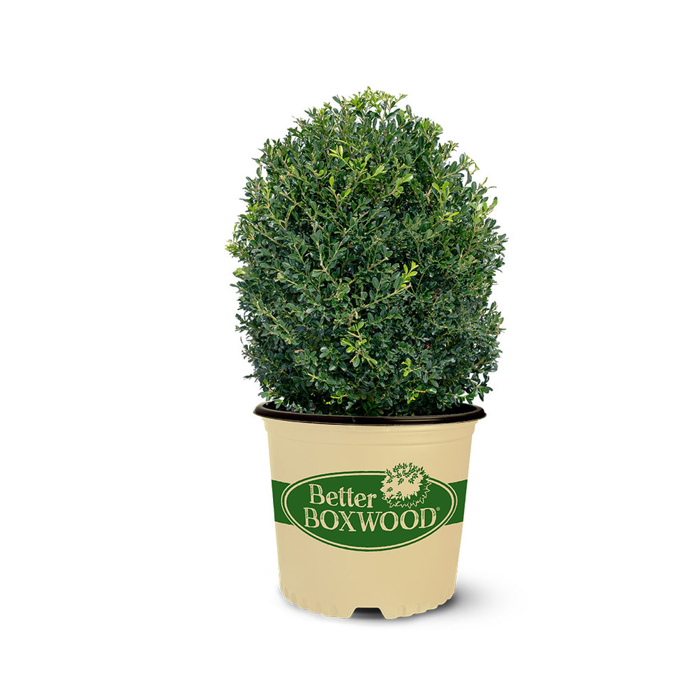 Better Boxwood® Skylight™ Shrub