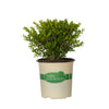 Better Boxwood® Skylight™ Shrub