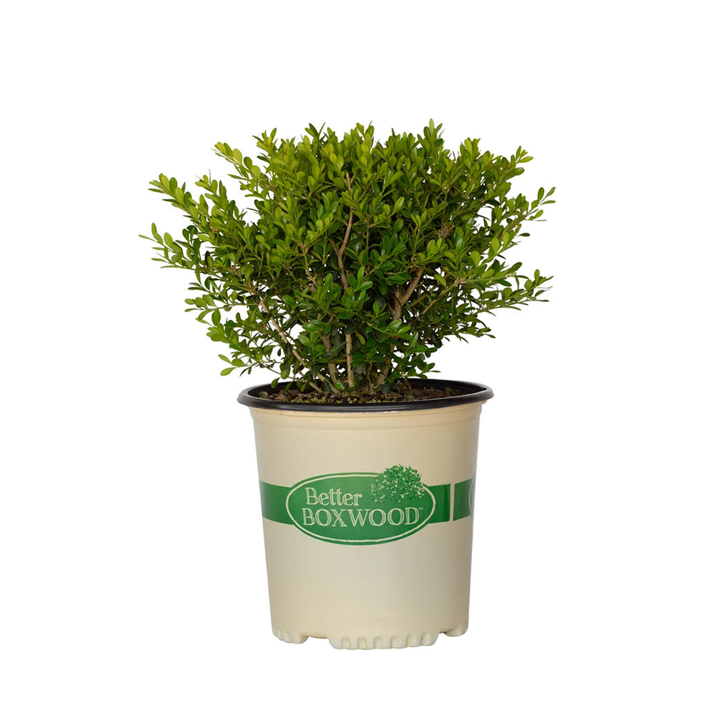 Better Boxwood® Skylight™ Shrub