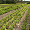 Better Boxwood® Babylon Beauty™ Shrub