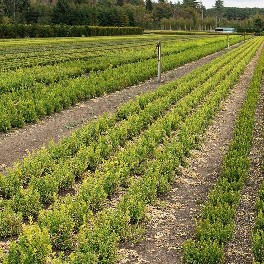 Better Boxwood® Babylon Beauty™ Shrub