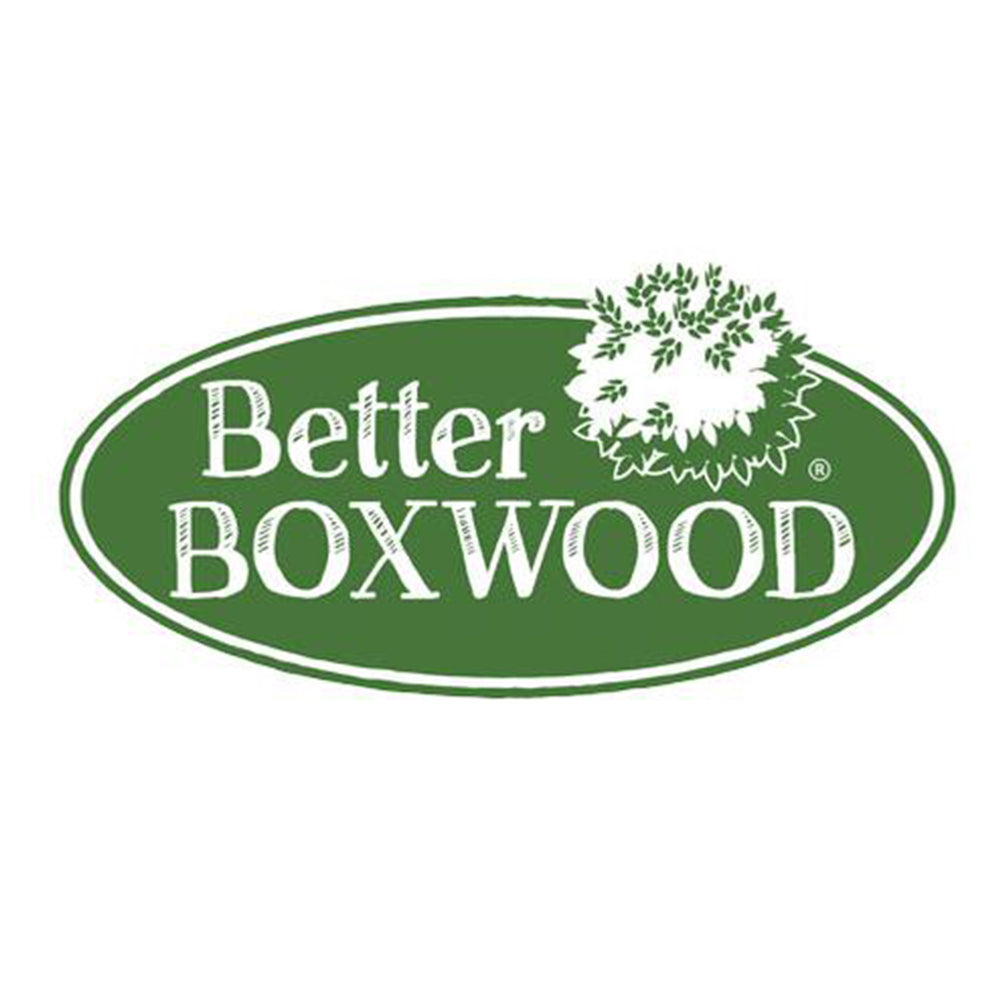 Better Boxwood® Skylight™ Shrub