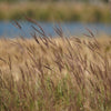 Blackhawks Big Bluestem Grass