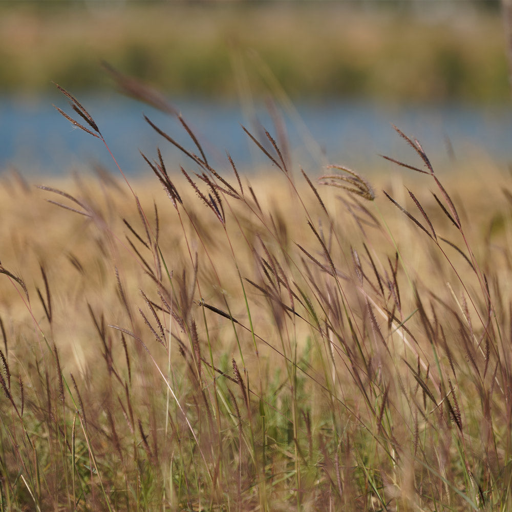 Blackhawks Big Bluestem Grass