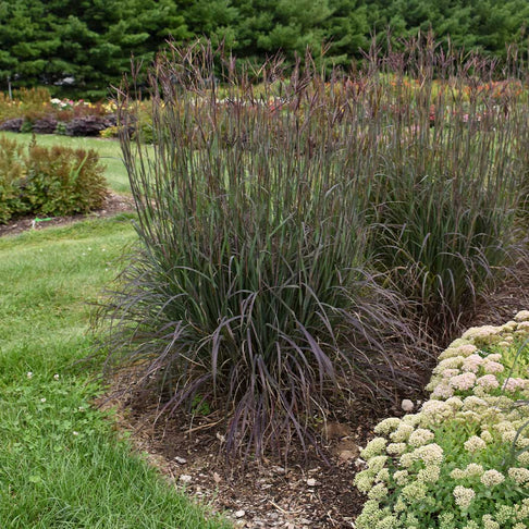 Blackhawks Big Bluestem Grass