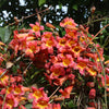 Proven Winners® Dressed To Thrill® Crossvine