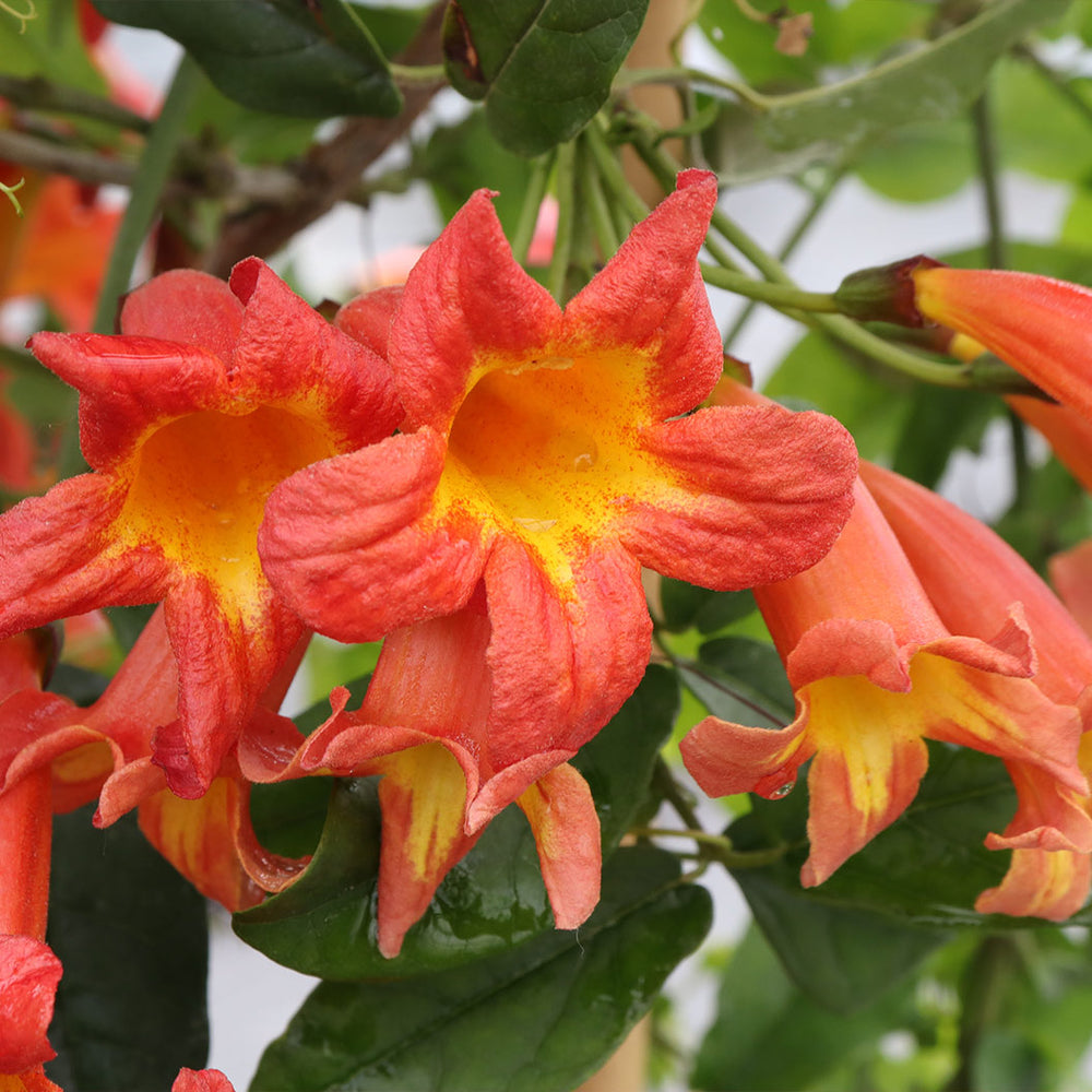 Proven Winners® Dressed To Thrill® Crossvine