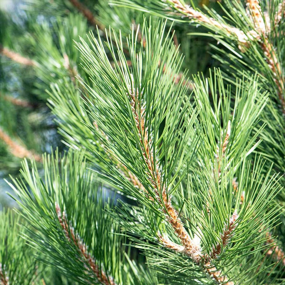 Frank Austrian Pine Tree