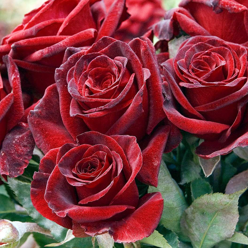 Bloomables® Black Baccara® Rose