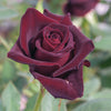 Bloomables® Black Baccara® Rose