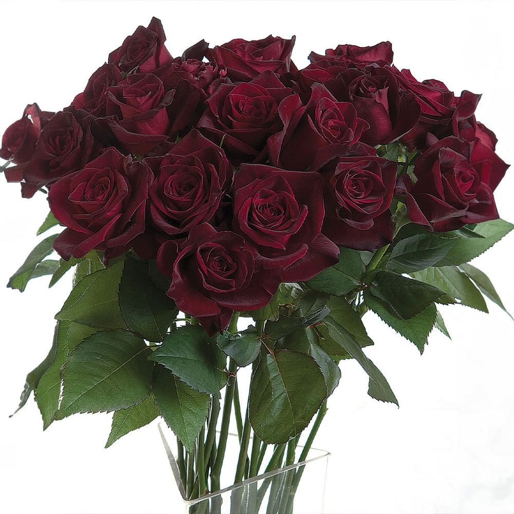 Bloomables® Black Baccara® Rose