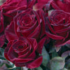 Bloomables® Black Baccara® Rose