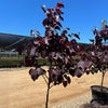Black Pearl Redbud Tree