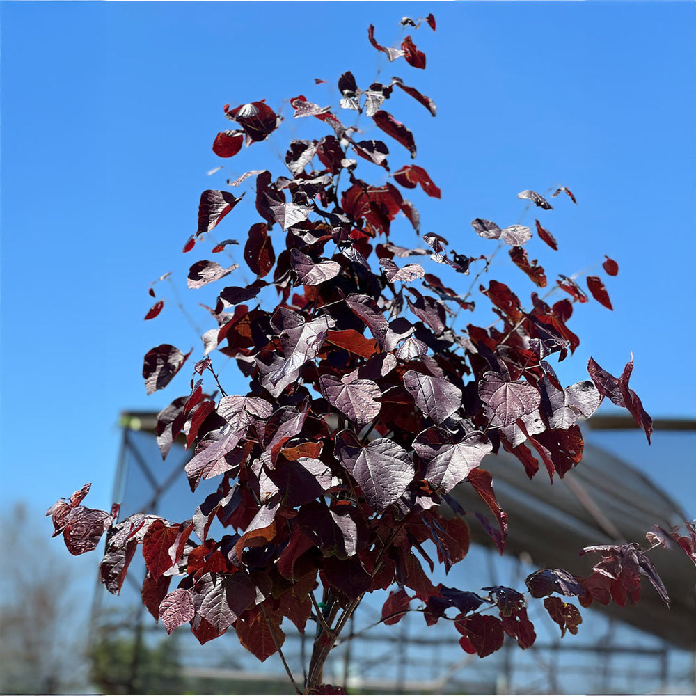 Black Pearl Redbud Tree