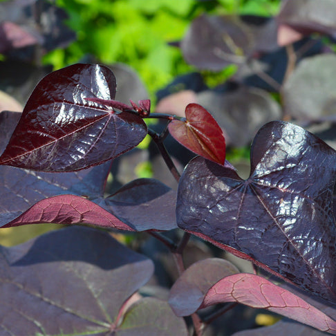 Black Pearl Redbud Tree