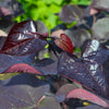 Black Pearl Redbud Tree