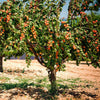 Blenheim Apricot Tree