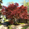 Bloodgood Japanese Maple Tree