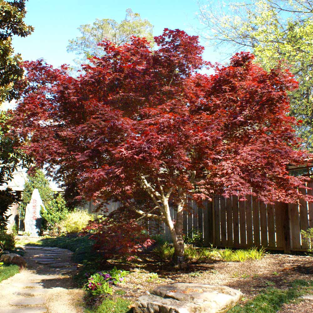 Bloodgood Japanese Maple Tree