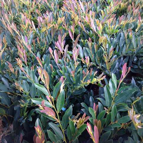 Blue Cascade® Distylium