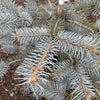 Blue Diamond Spruce Tree