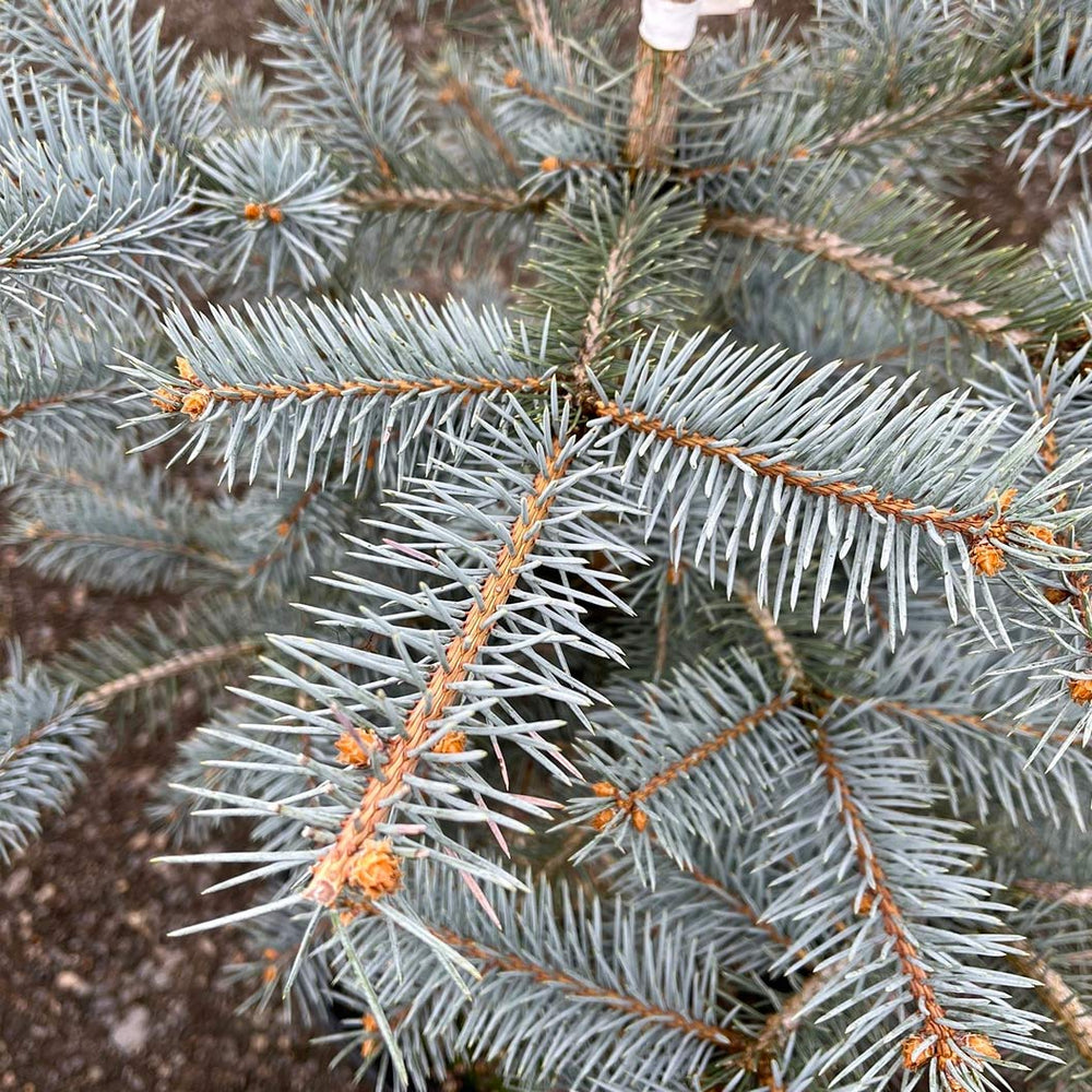 Blue Diamond Spruce Tree