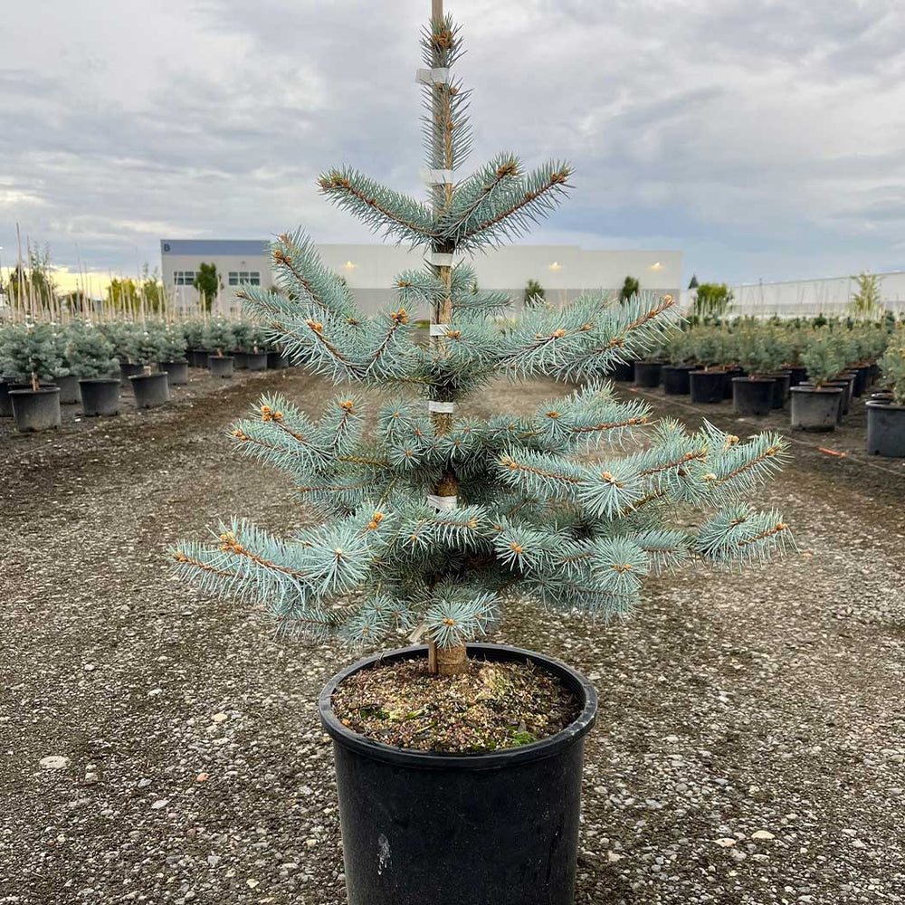 Blue Diamond Spruce Tree