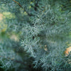 Blue Ice Arizona Cypress Tree