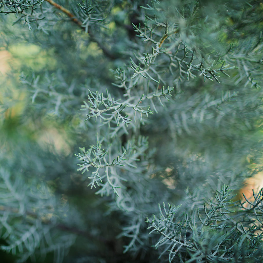 Blue Ice Arizona Cypress Tree