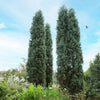 Blue Ice Arizona Cypress Tree