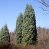 Blue Ice Arizona Cypress Tree