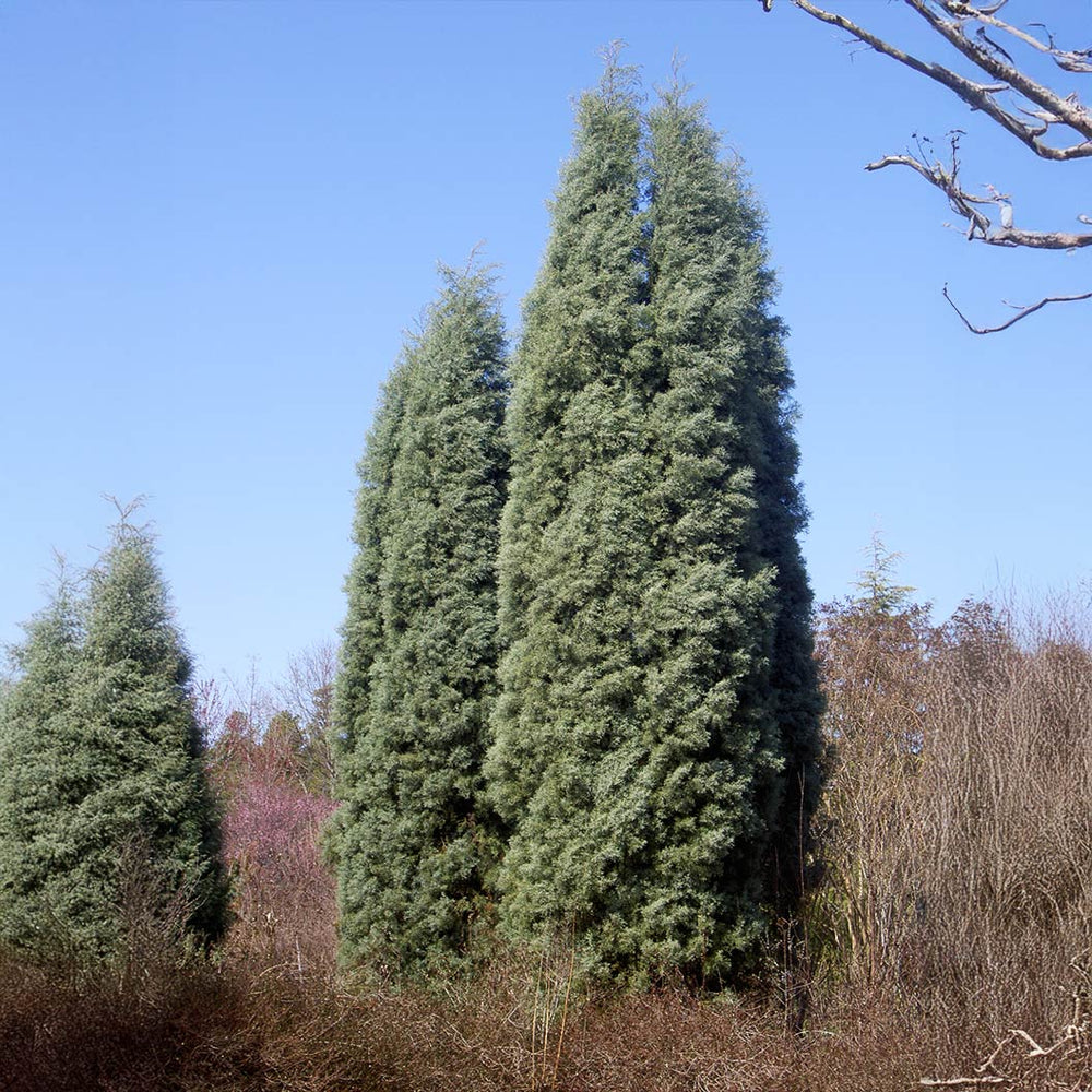 Blue Ice Arizona Cypress Tree