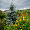 Blue Totem Spruce Tree