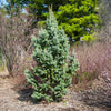 Blue Totem Spruce Tree